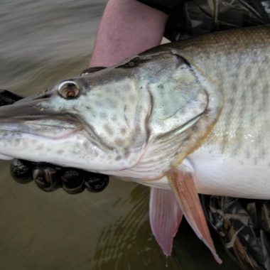 Angler holding a large muskie. Photo by Daryl Bauer, Nebraska Game & Parks Commission.