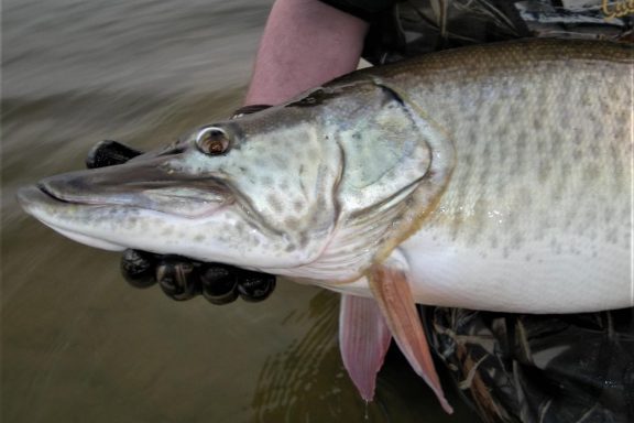 Angler holding a large muskie. Photo by Daryl Bauer, Nebraska Game & Parks Commission.