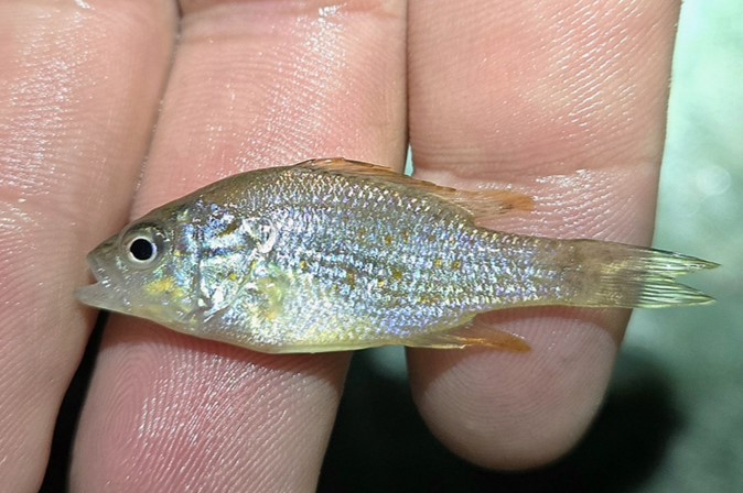 Orangespotted sunfish in hand. Photo by John Vrtiska.