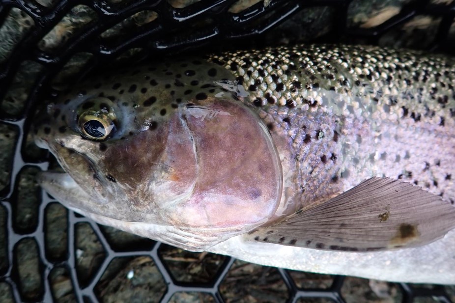 Closeup rainbow trout in landing net.  Photo by Daryl Bauer, Nebraska Game & Parks Commission.