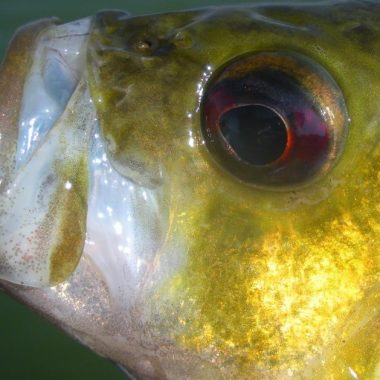 Close up of rock bass. Photo by Daryl Bauer.