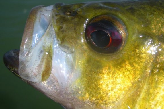 Close up of rock bass. Photo by Daryl Bauer.