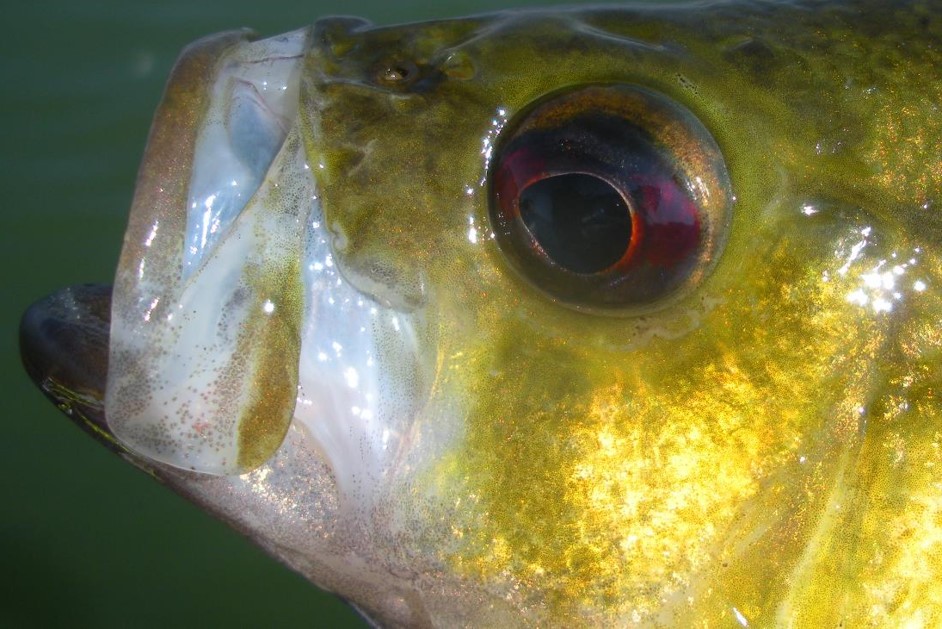 Close up of rock bass. Photo by Daryl Bauer.