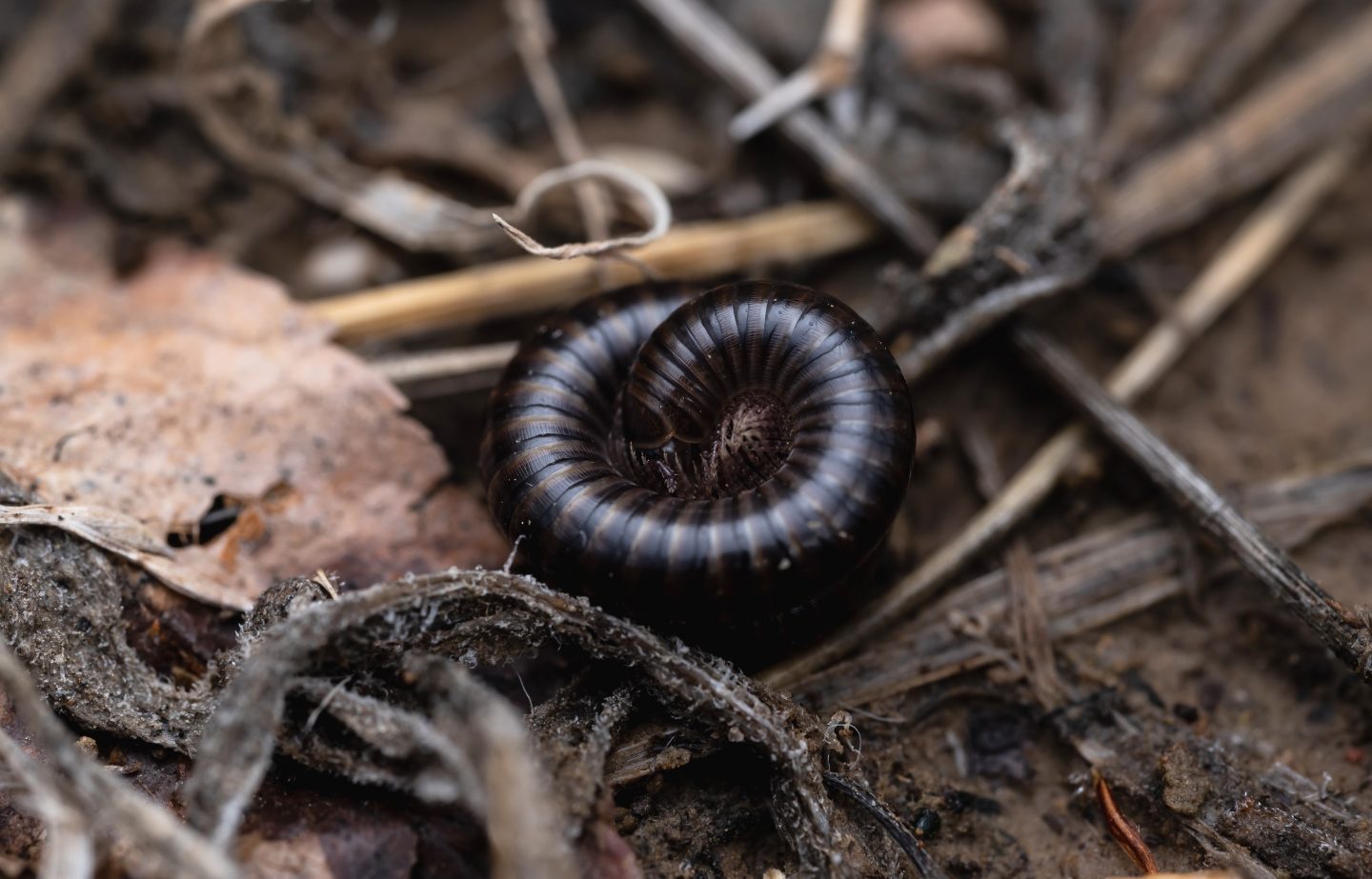 small millipede