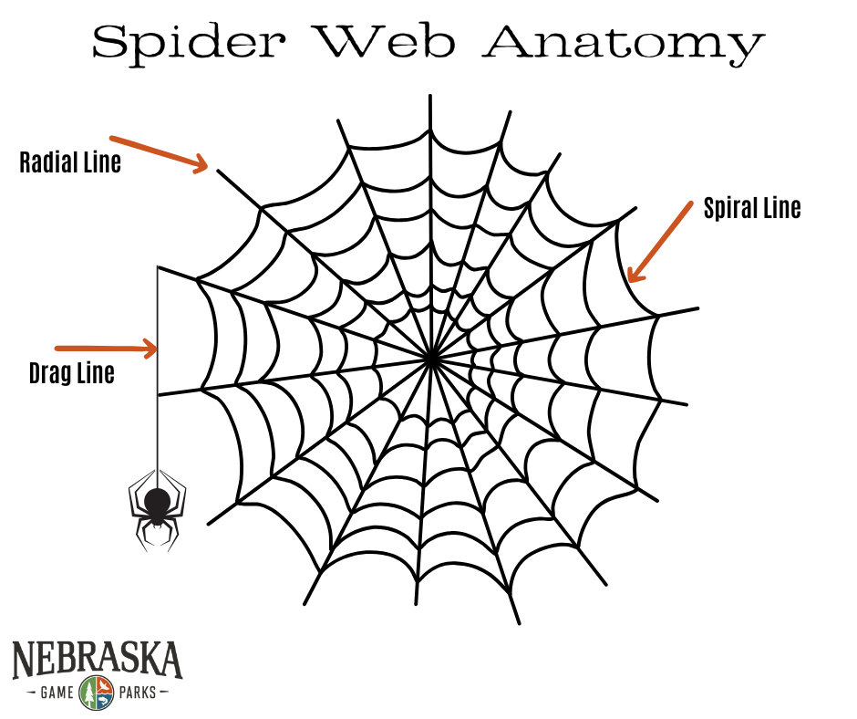 The parts of a spider web. 