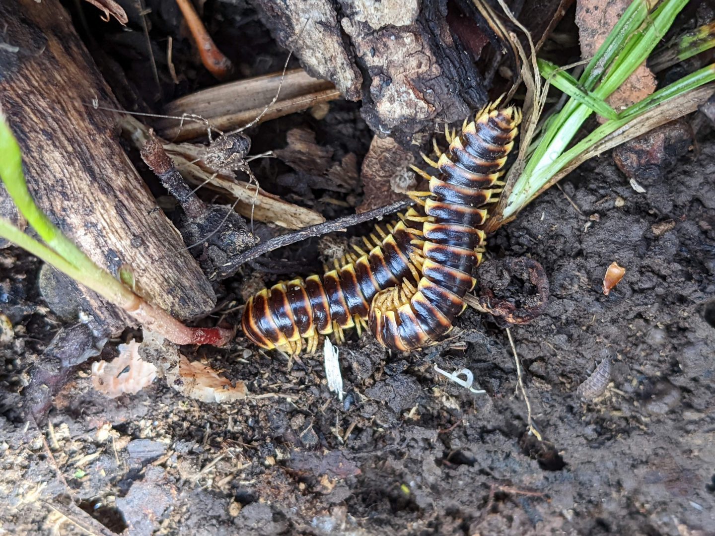 Traveling cherry millipedes.