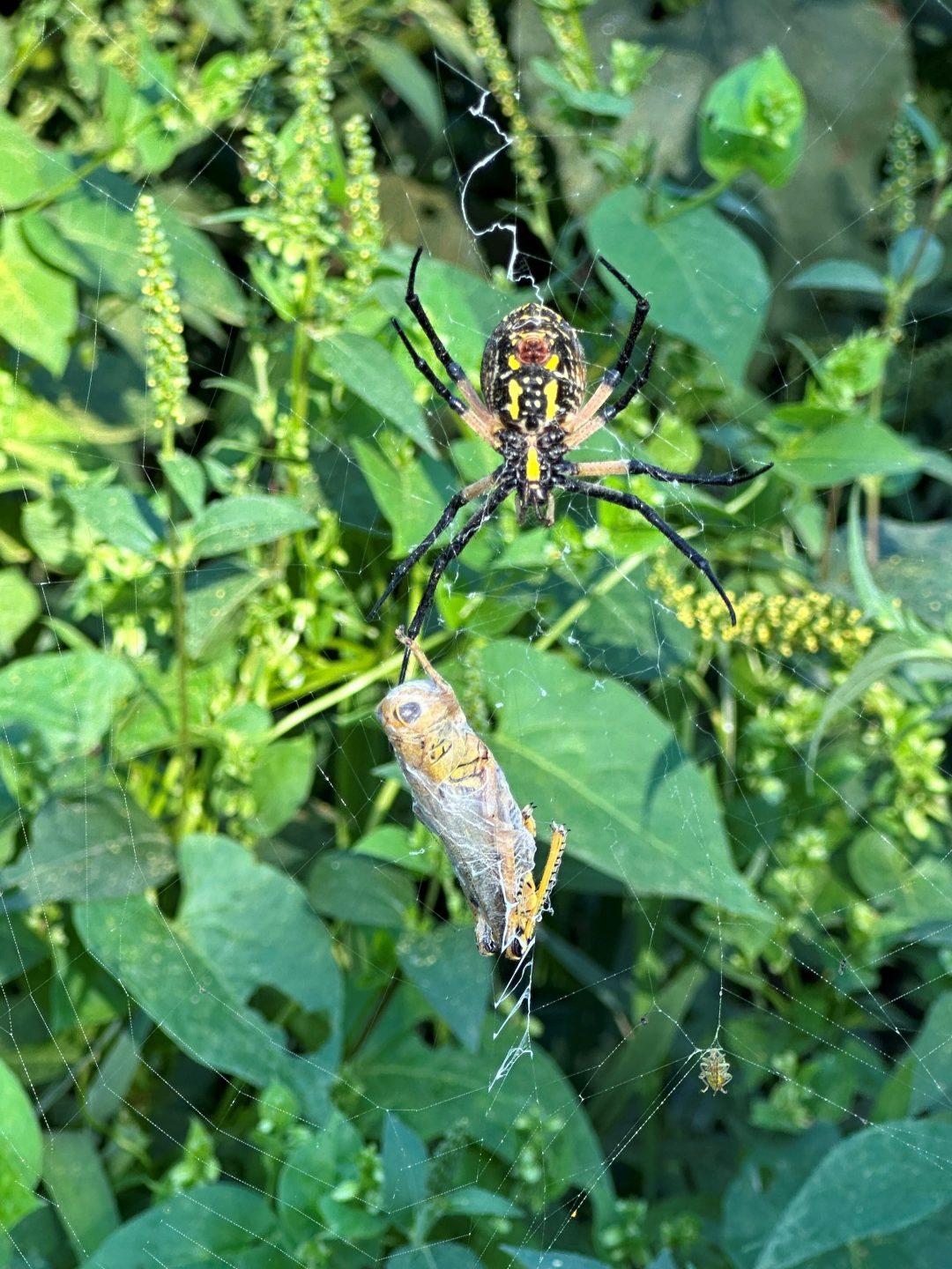 This yellow garden spider has caught a tasty grasshopper meal at Wagon Train State Recreation Area in Lancaster County. 