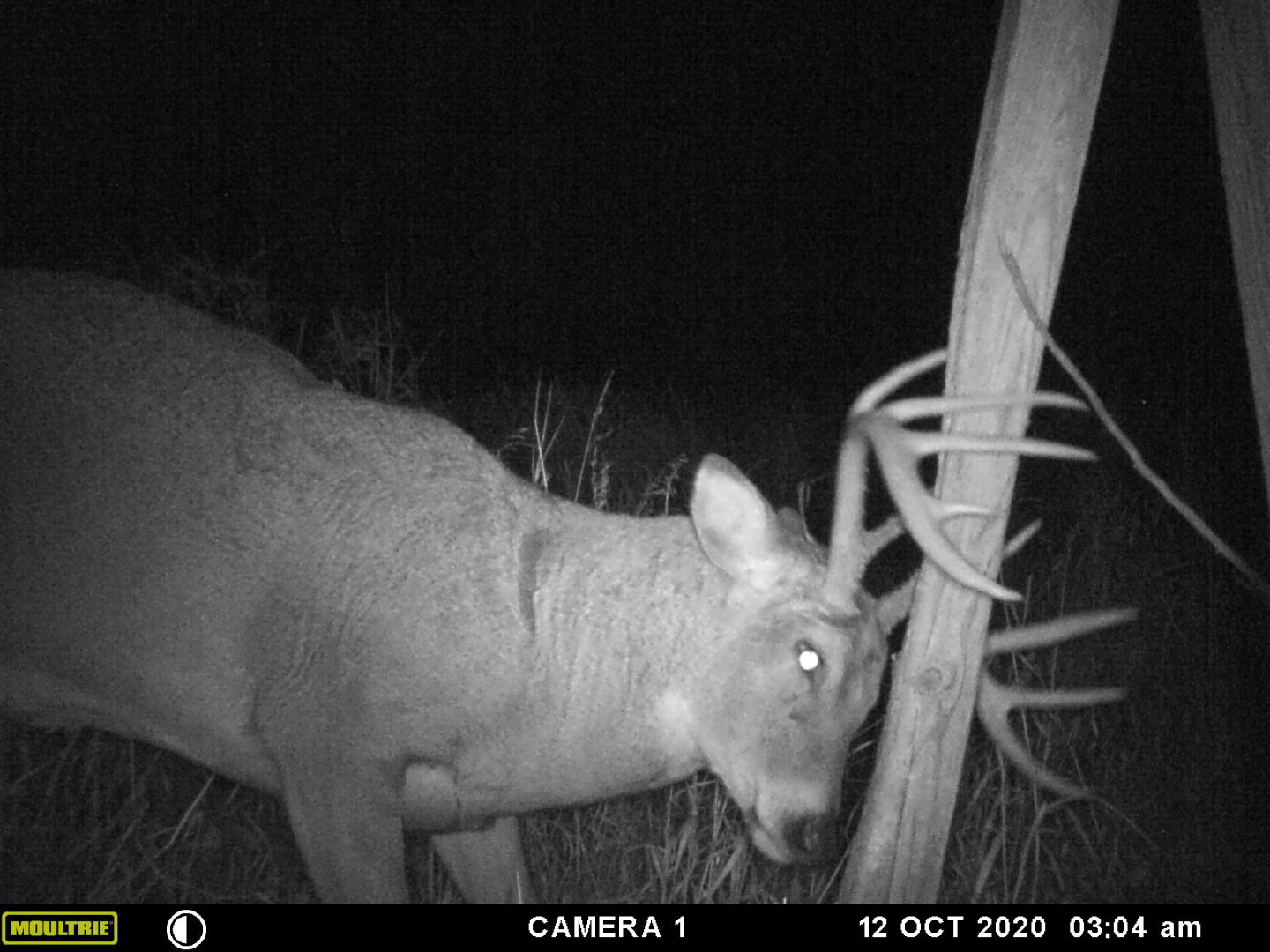 White-tailed buck rubbing on a post.