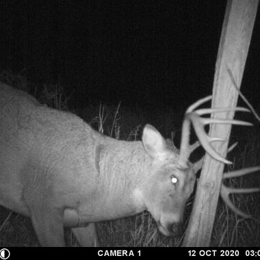 White-tailed buck rubbing on a post.