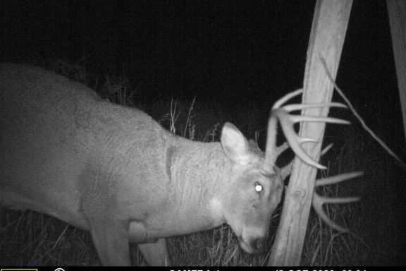 White-tailed buck rubbing on a post.