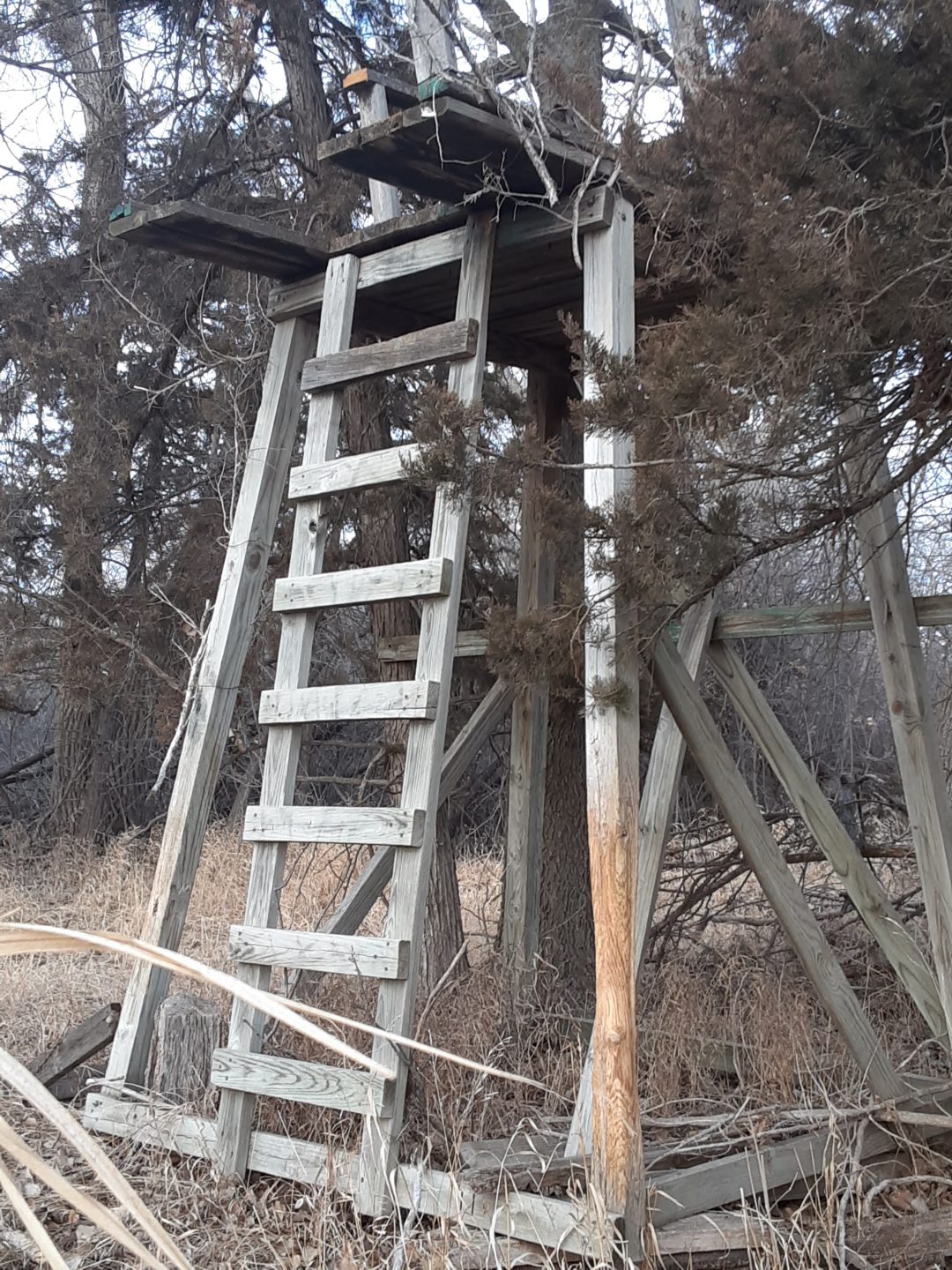 Deer rub on an abandoned deer stand.