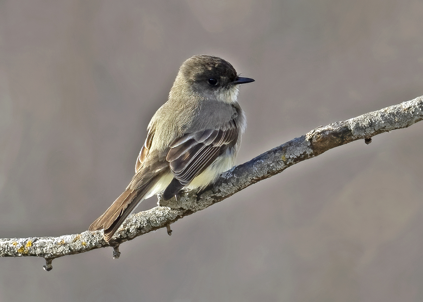 Eastern phoebe bird.