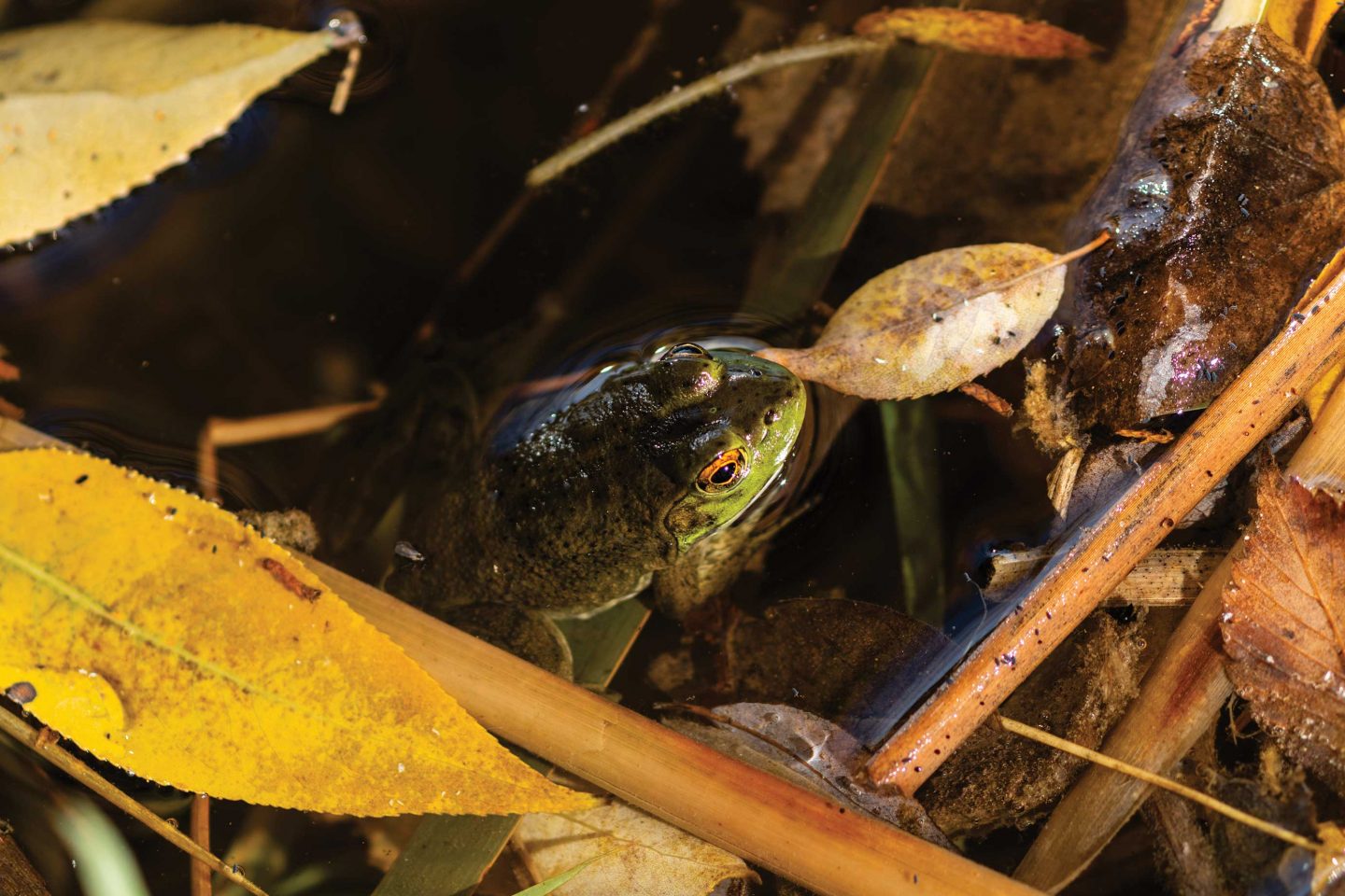 American bullfrog