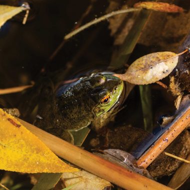 American bullfrog