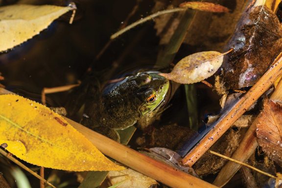 American bullfrog