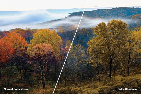 Trees at Indian Cave State Park are shown on a split screen with the left side in full color and the right side displaying their appearance to people with red-green color blindness.