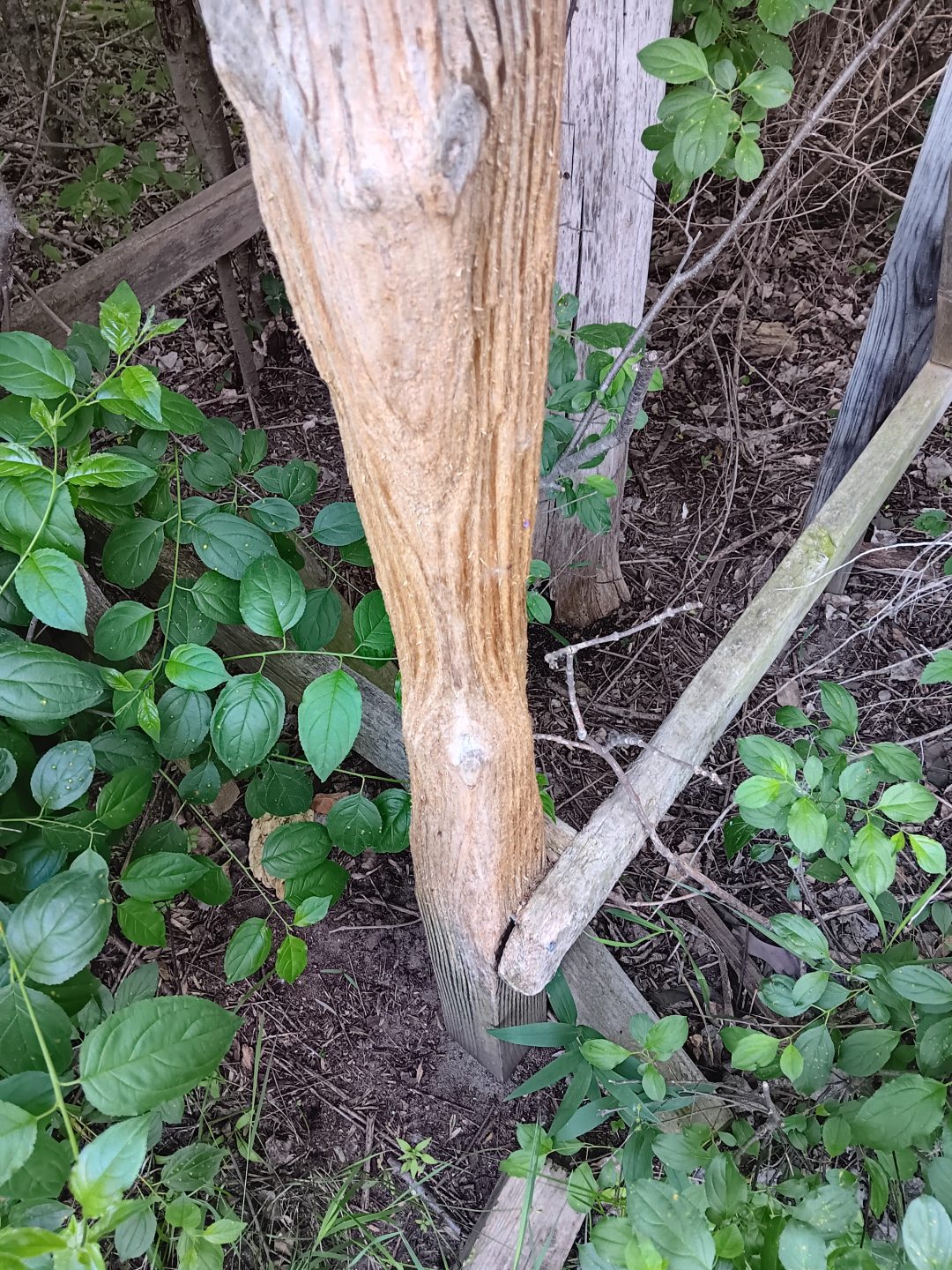 Deer rub on a post.