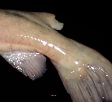 Tail end of a flathead catfish.