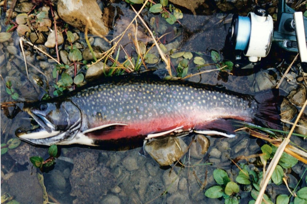 Male brook trout in spawning colors. Photo by Daryl Bauer, Nebraska Game & Parks Commission.