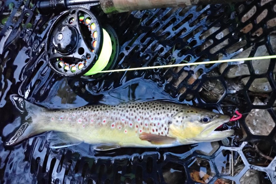 Brown trout in landing net. Photo by Daryl Bauer, Nebraska Game & Parks Commission.
