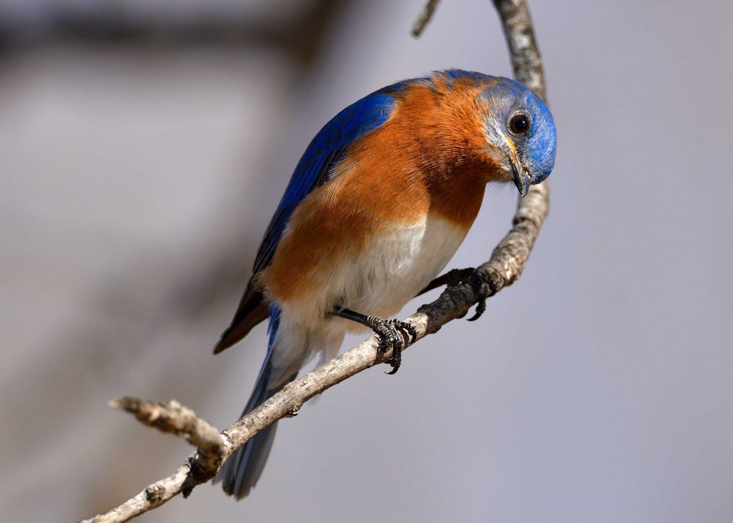 Eastern bluebird.