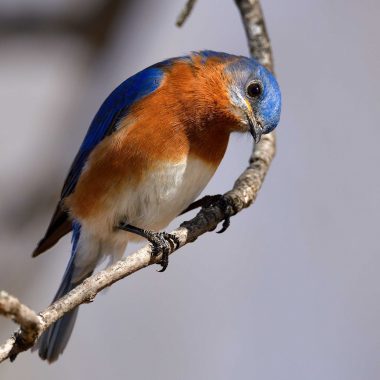 Eastern bluebird.