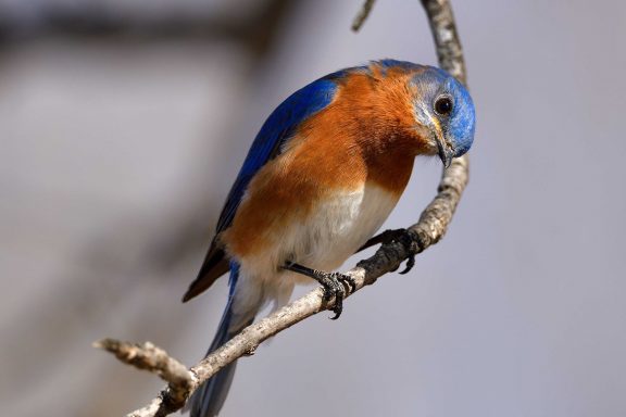 Eastern bluebird.