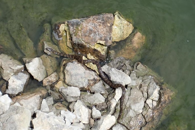 Common watersnake at water's edge. Photo by Daryl Bauer, Nebraska Game & Parks Commission.