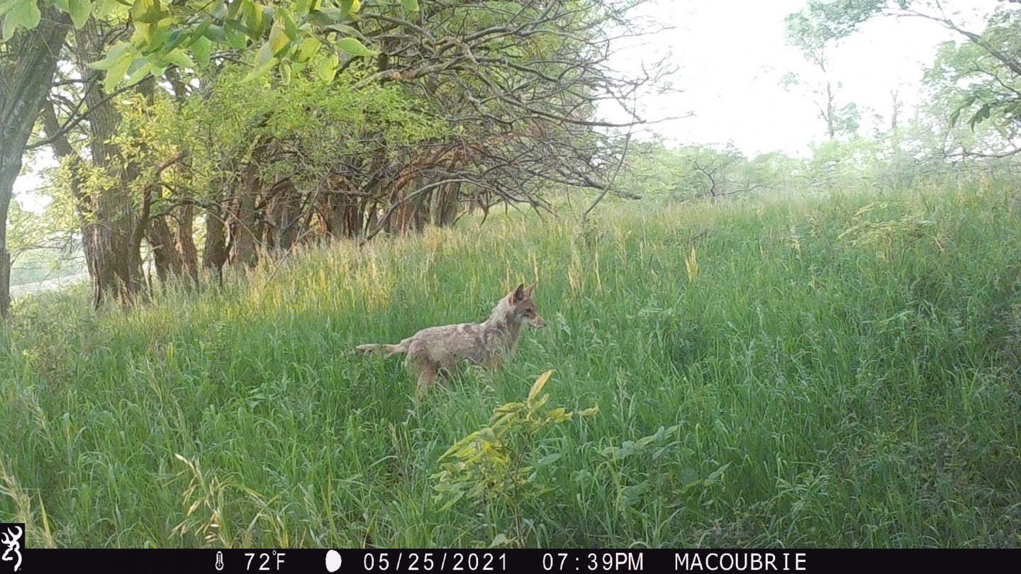 Coyote caught on a trail camera.