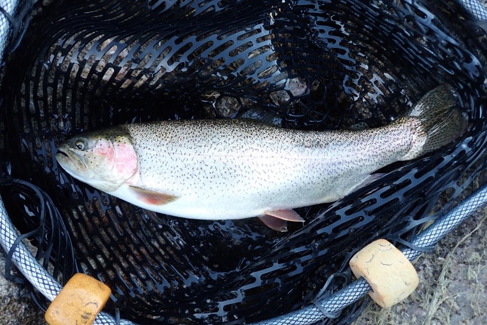 Cutbow trout in landing net. Photo by Daryl Bauer, Nebraska Game & Parks Commission.