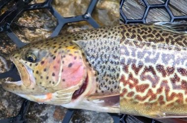 Mashup of a cuttbow and tiger trout laying in a landing net. Photos by Daryl Bauer, Nebraska Game & Parks Commission.