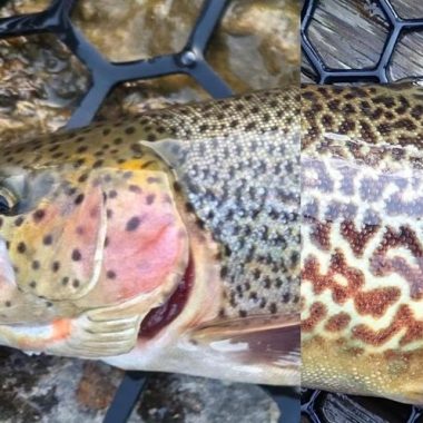 Mashup of a cuttbow and tiger trout laying in a landing net. Photos by Daryl Bauer, Nebraska Game & Parks Commission.