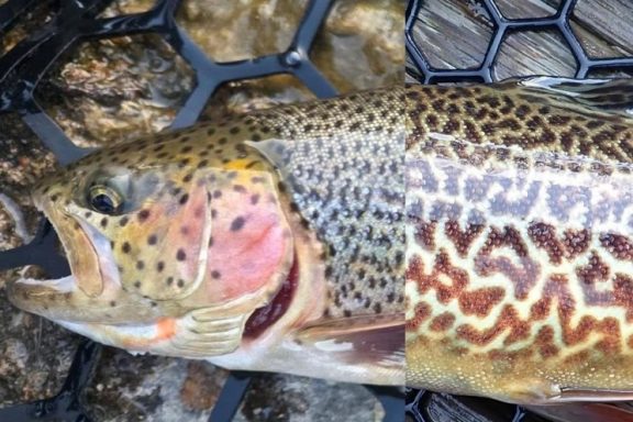 Mashup of a cuttbow and tiger trout laying in a landing net. Photos by Daryl Bauer, Nebraska Game & Parks Commission.
