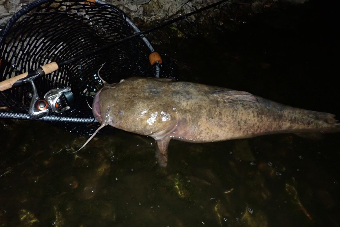 Flathead catfish, landing net and spinning rod. Photo by Daryl Bauer, Nebraska Game & Parks Commission.