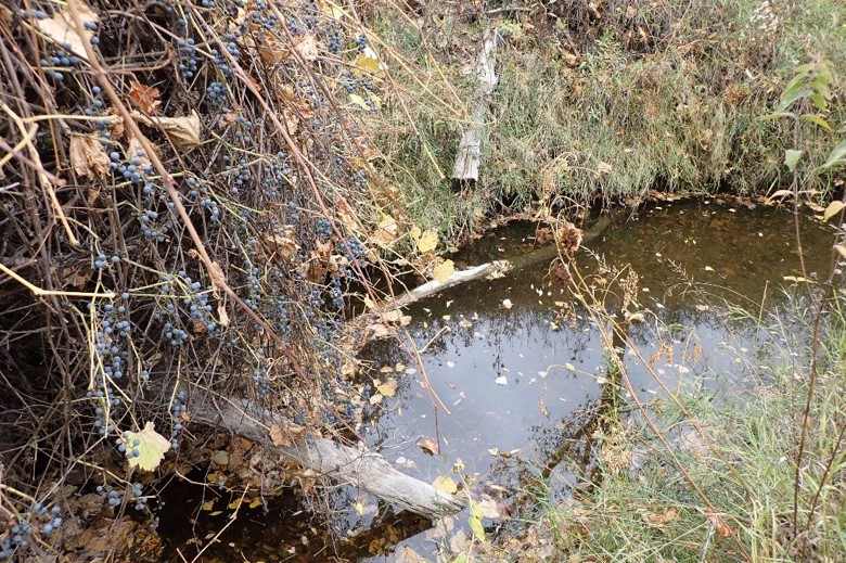 Wild grapes hanging over a small stream pool. Photo by Daryl Bauer, Nebraska Game & Parks Commission.