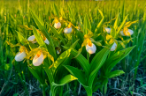 The small white lady’s slipper is listed as threatened in Nebraska.
