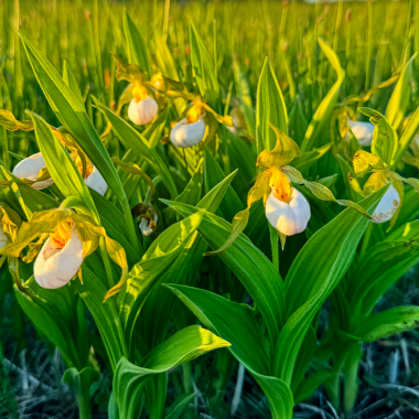 The small white lady’s slipper is listed as threatened in Nebraska.
