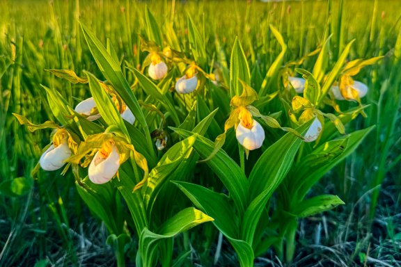 The small white lady’s slipper is listed as threatened in Nebraska.