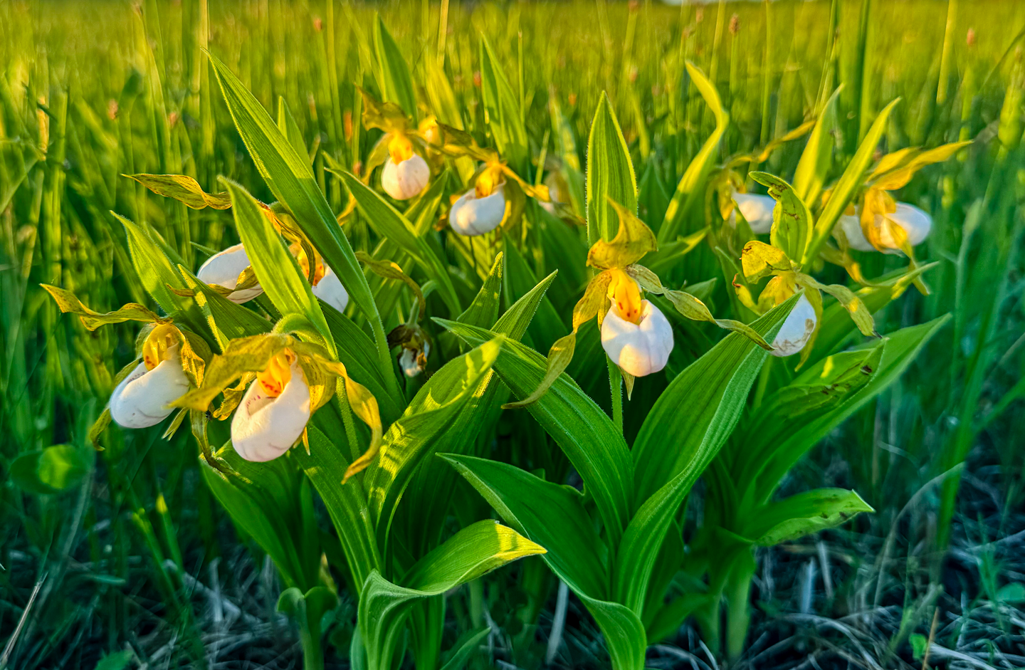 The small white lady’s slipper is listed as threatened in Nebraska.