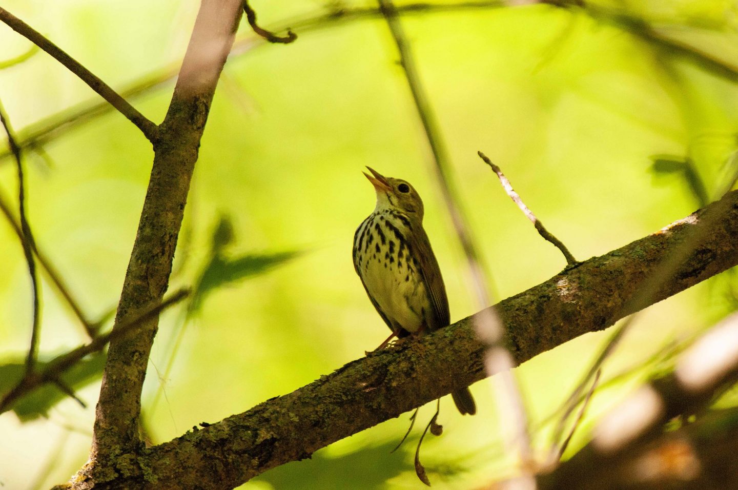 Ovenbird