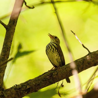 Ovenbird