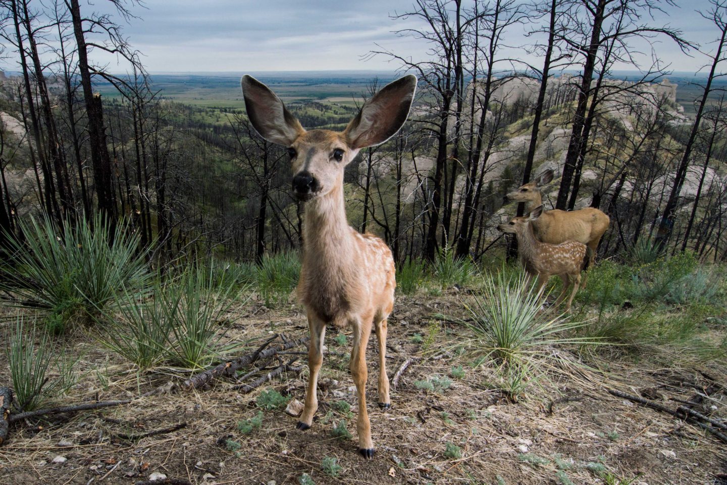 A mother mule deer and her fawns were captured on a trail camera at Ponderosa Wildlife Management Area in Dawes County. One curious fawn even paused to look straight into the lens.