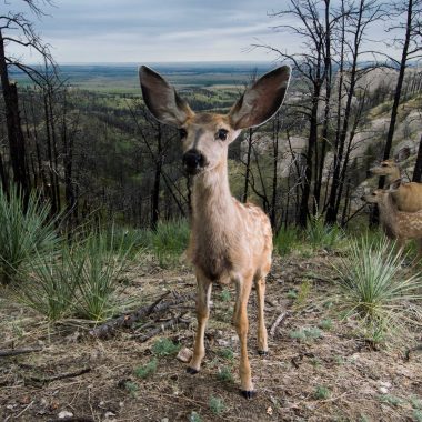 A mother mule deer and her fawns were captured on a trail camera at Ponderosa Wildlife Management Area in Dawes County. One curious fawn even paused to look straight into the lens.