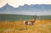 Buck pronghorn (Antilocapra americana) in Dawes County.