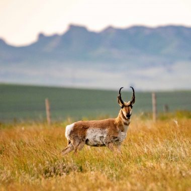 Buck pronghorn (Antilocapra americana) in Dawes County.