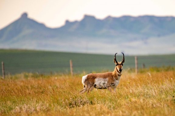 Buck pronghorn (Antilocapra americana) in Dawes County.