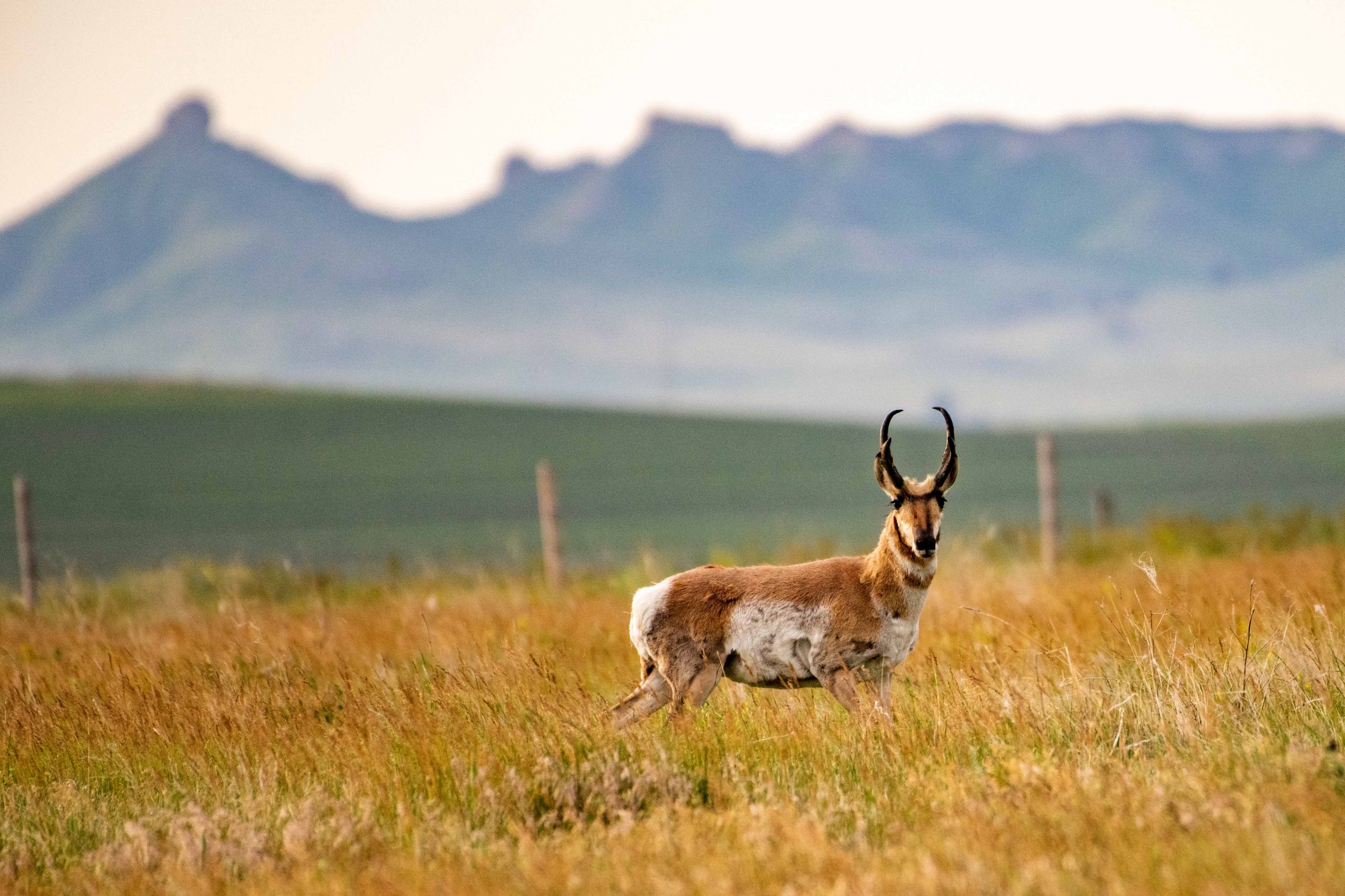 Buck pronghorn (Antilocapra americana) in Dawes County.
