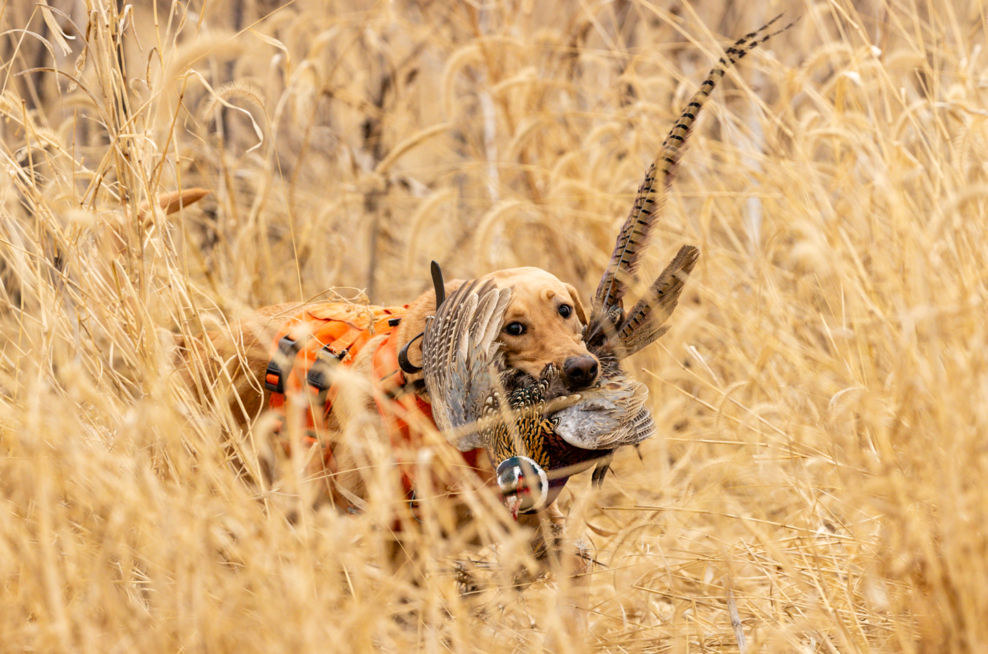 Dave’s Lab Jessie retrieves a rooster during a Bahl family pheasant hunt.