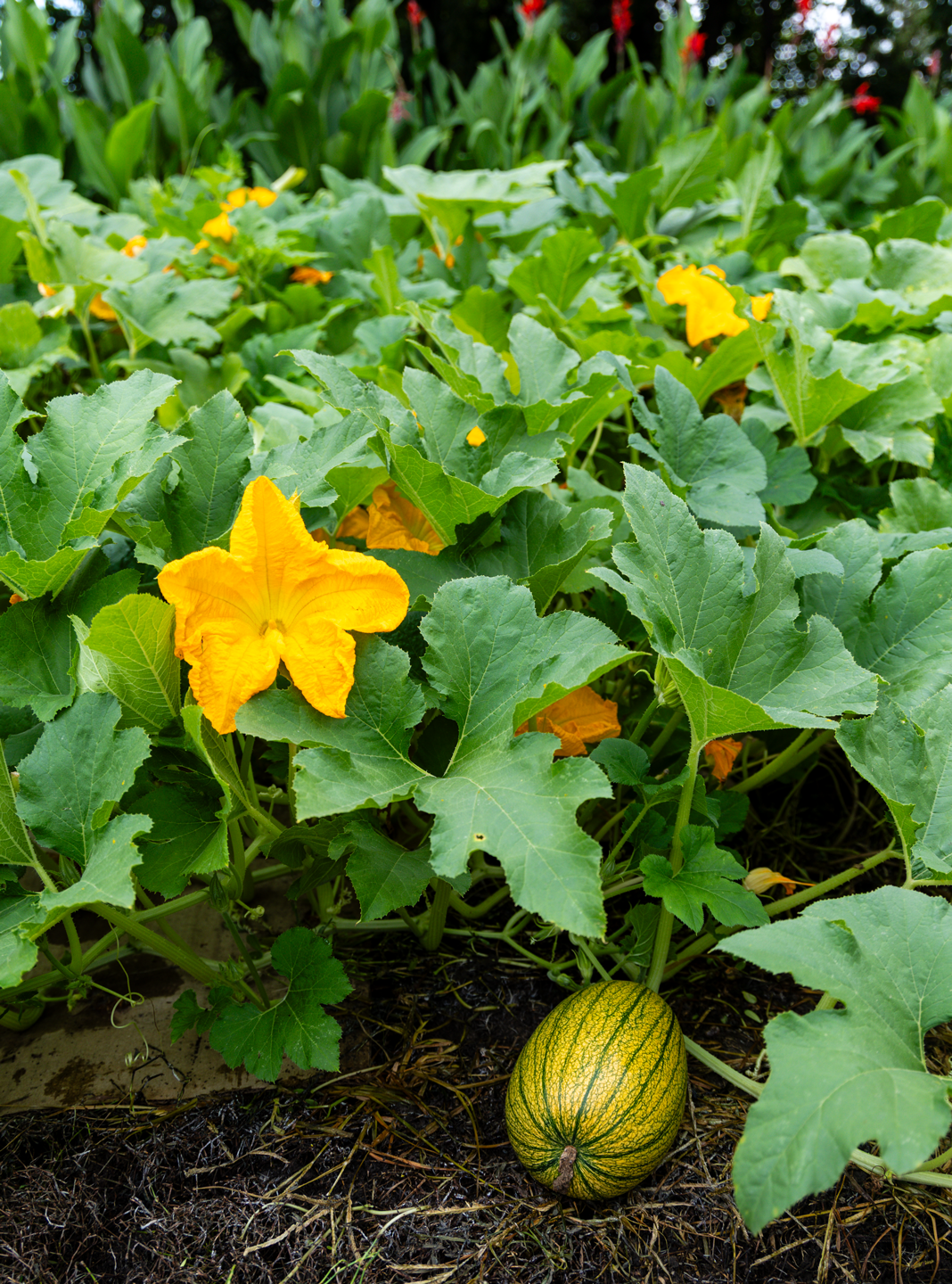 Omaha pumpkins can grow as large as 10 pounds, but most are closer to
6 pounds. It is a "pie pumpkin," a variety that is ideal for cooking.