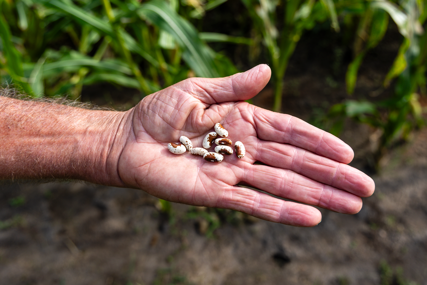 Bi-colored painted-like-a-horse beans are white and brown and/or black. Hunt admires the beans' striking appearance and sweet flavor